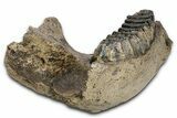 Southern Mammoth Partial Mandible with M Molar - Hungary #337194-8